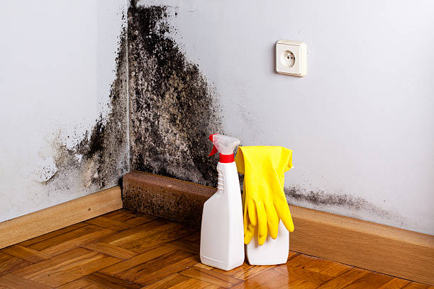 Best Post-Remediation Services in Owens Cross Roads, AL